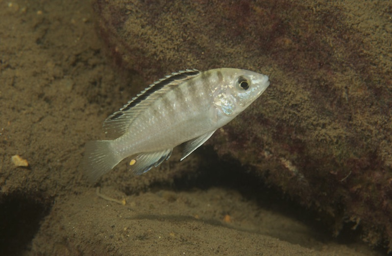 Labidochromis caeruleus 'Londo Bay'